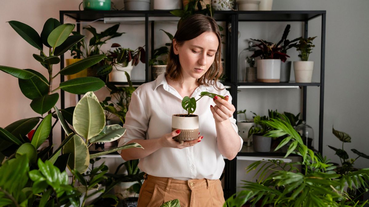 Indoor Plants for Home: A Complete Guide to Greener, Healthier Living