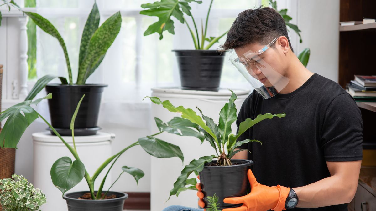 Pothos Plant: The Ultimate Guide to Growing and Caring for This Hardy Houseplant