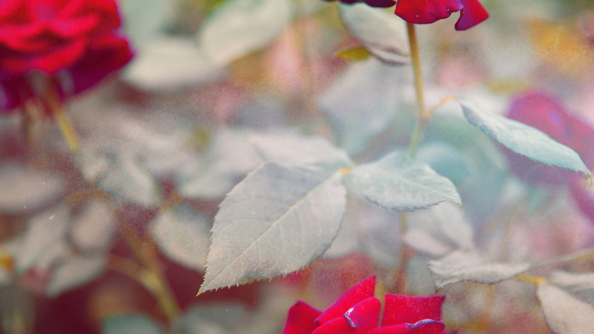 Roses: The Timeless Beauty of Nature