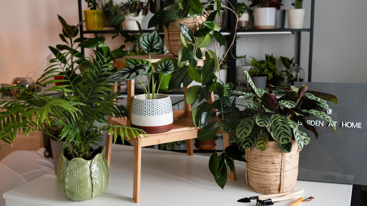 Living Room Plants