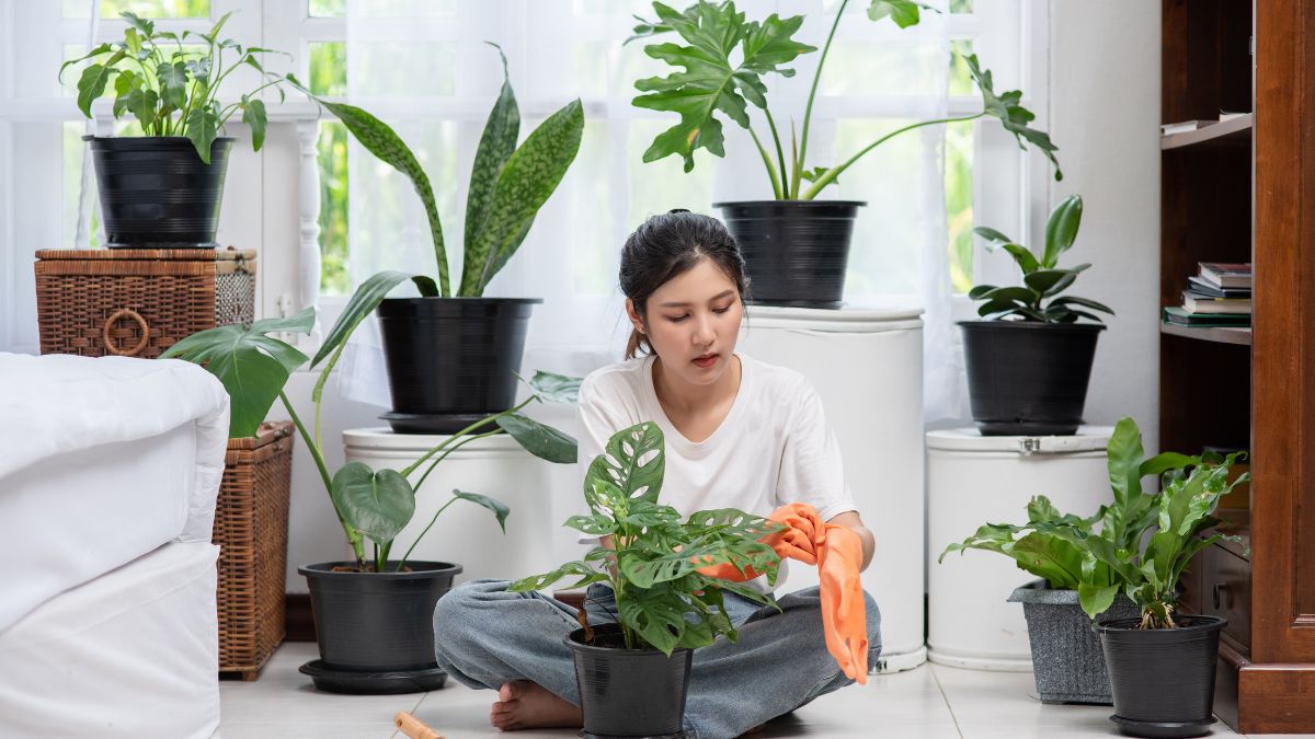 Plant Styling Ideas: Transform Your Home with Natural Green Beauty